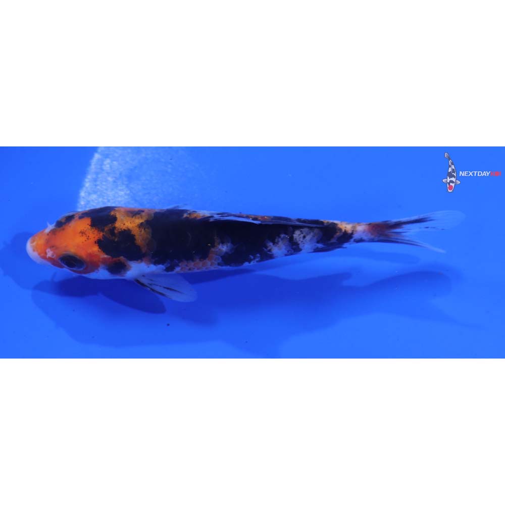 4.5” Imported Sanke