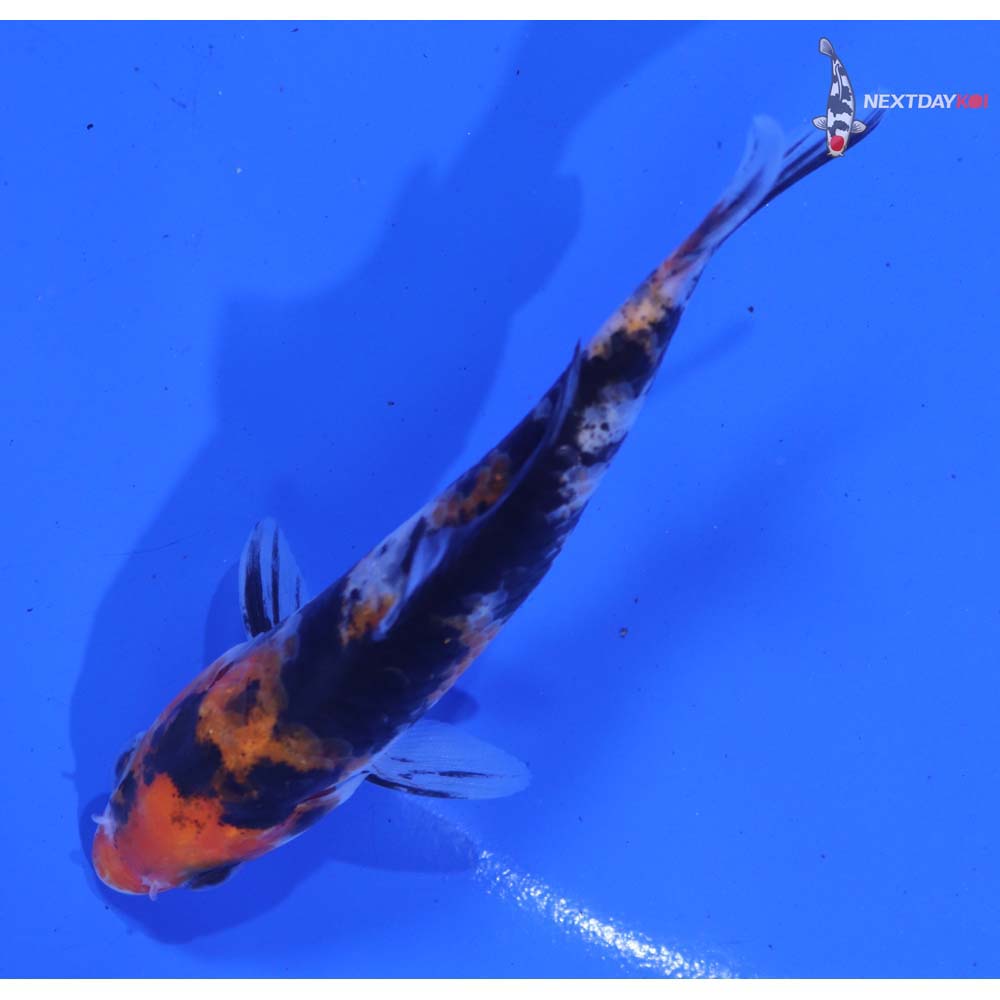 4.5” Imported Sanke