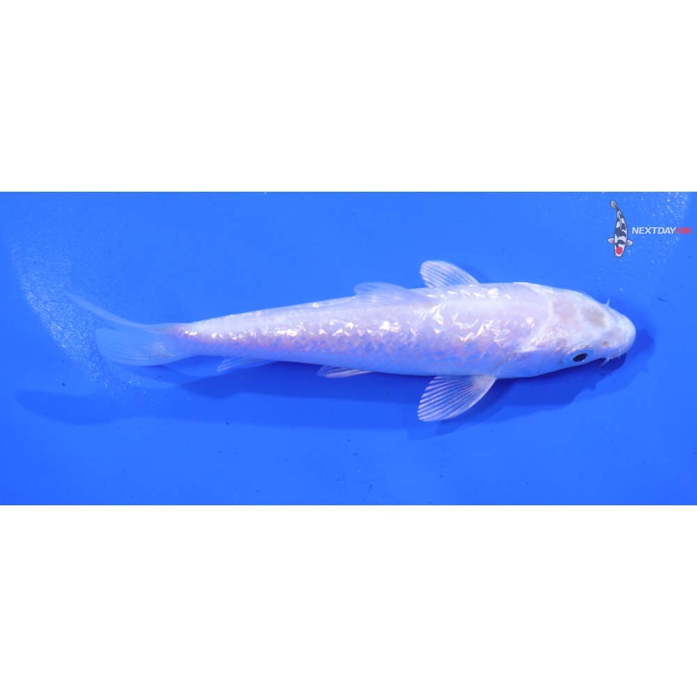 4.5” Imported Gin Rin Platinum Ogon