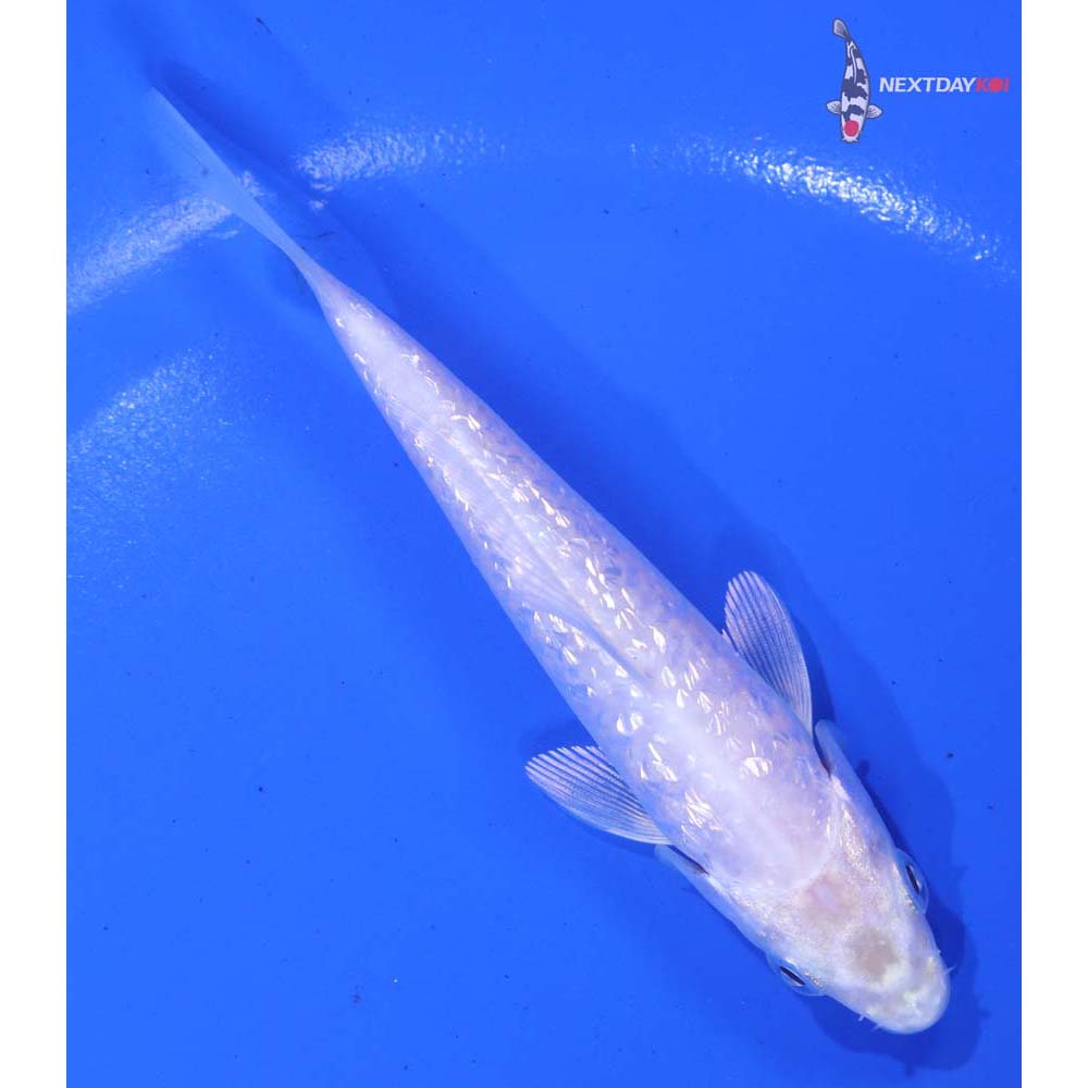 4.5” Imported Gin Rin Platinum Ogon