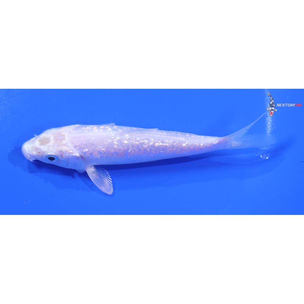 4.5” Imported Gin Rin Platinum Ogon