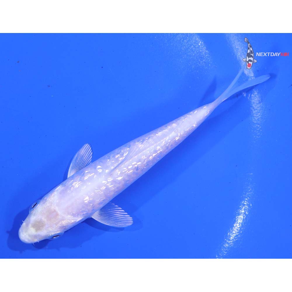 4.5” Imported Gin Rin Platinum Ogon