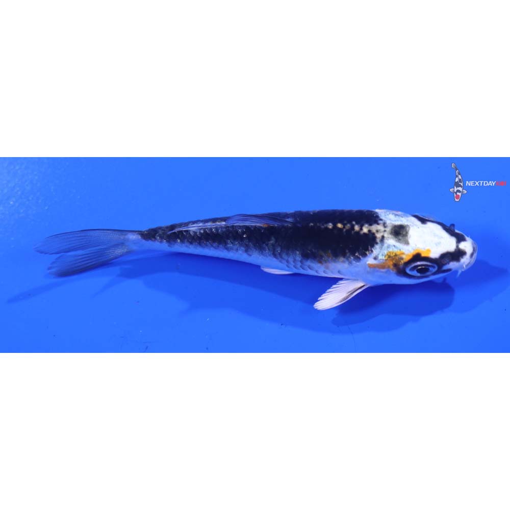 3.5” Imported Kujaku