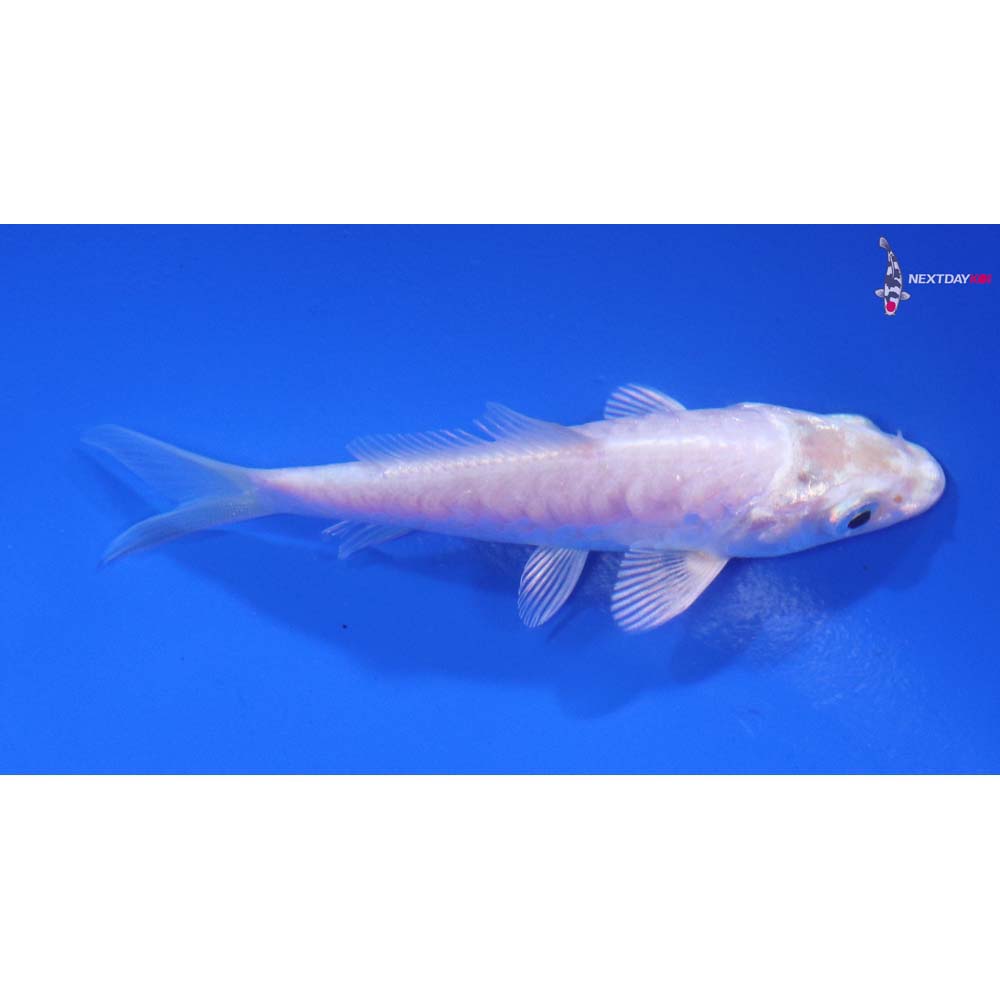 3.5” Imported Armor Scaled Platinum Ogon