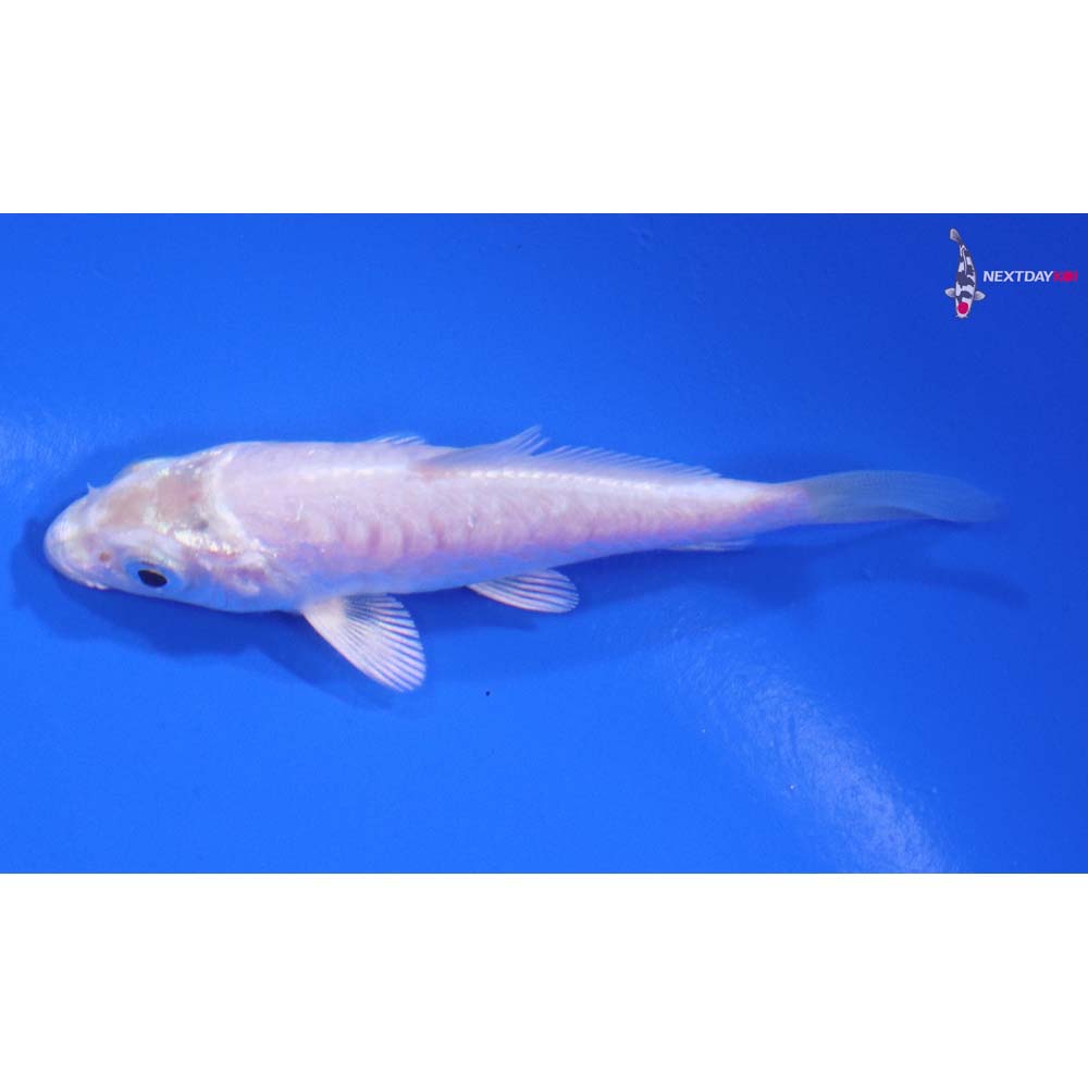 3.5” Imported Armor Scaled Platinum Ogon