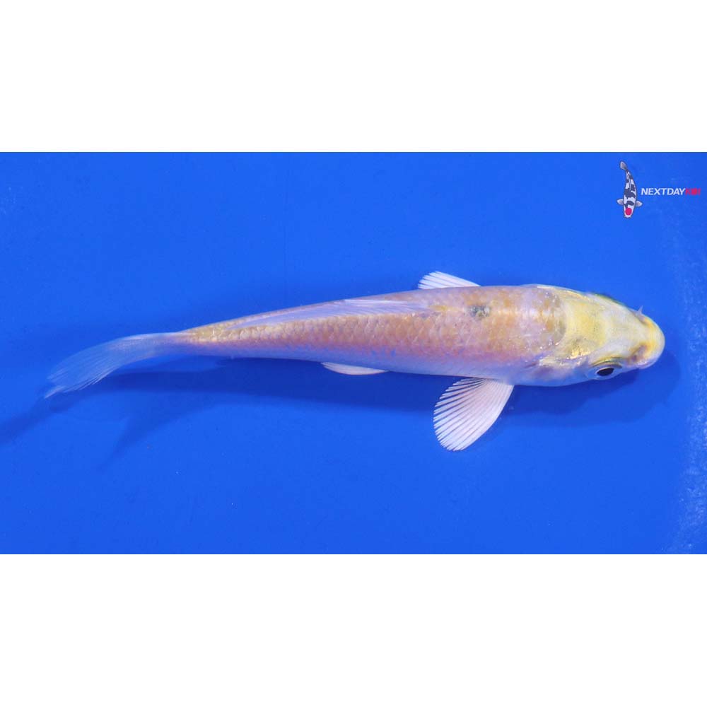 3.5” Imported Lemon Hariwake