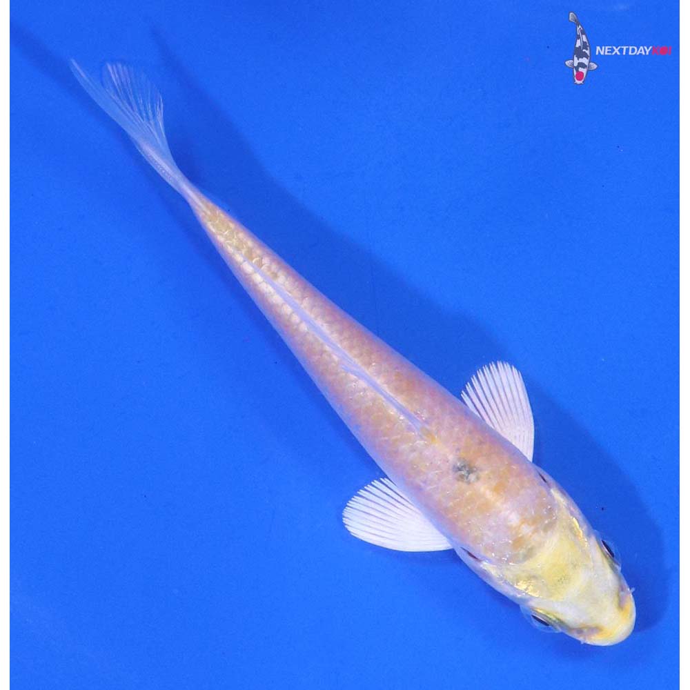 3.5” Imported Lemon Hariwake