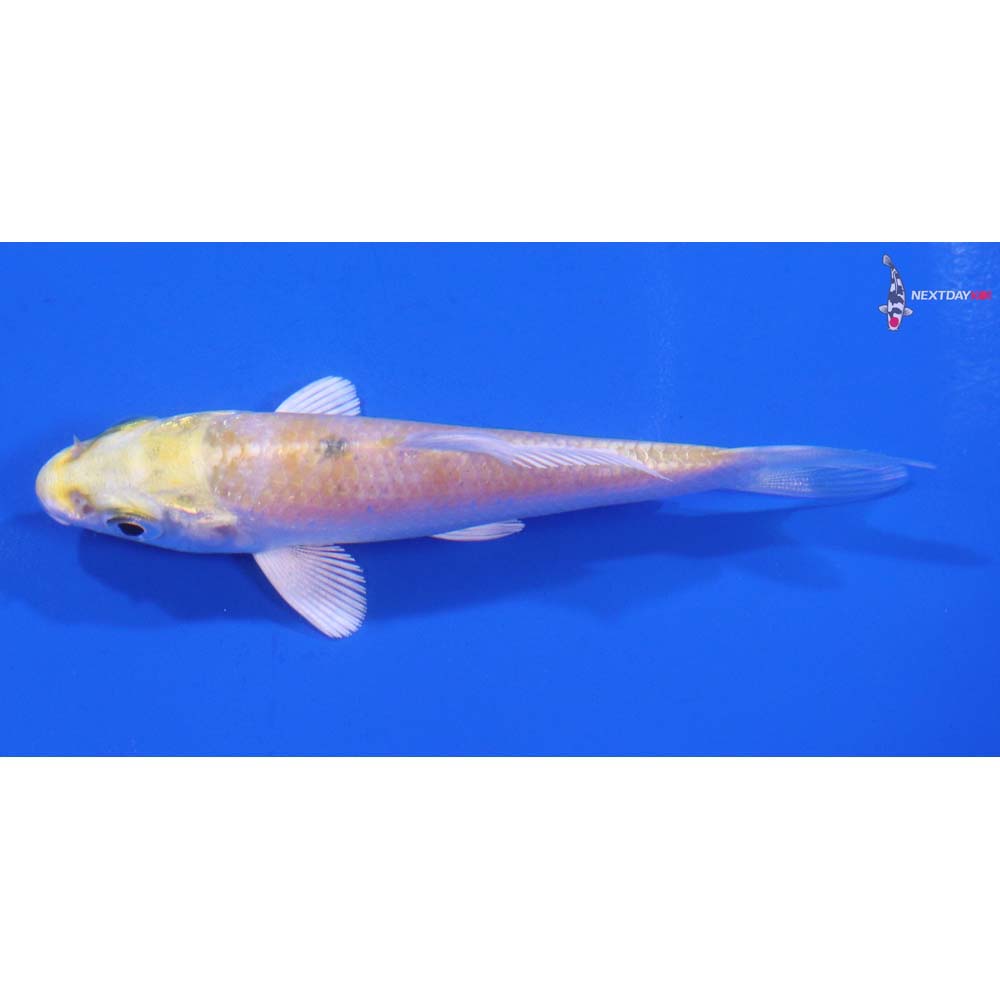 3.5” Imported Lemon Hariwake