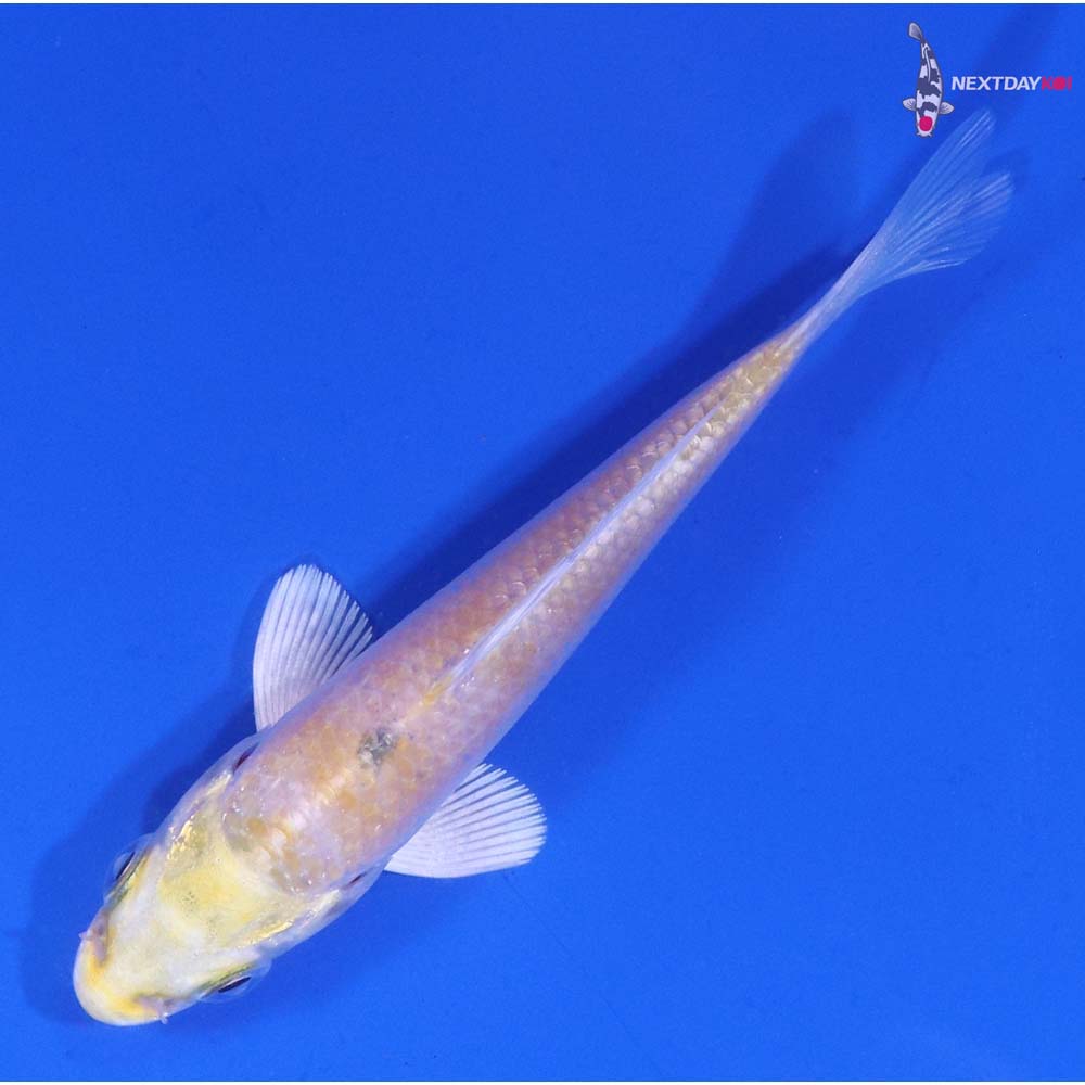 3.5” Imported Lemon Hariwake