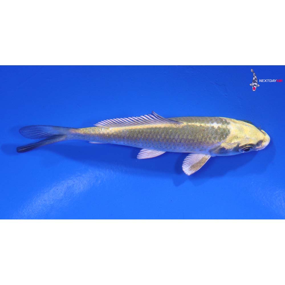 4” Imported Ki Matsuba