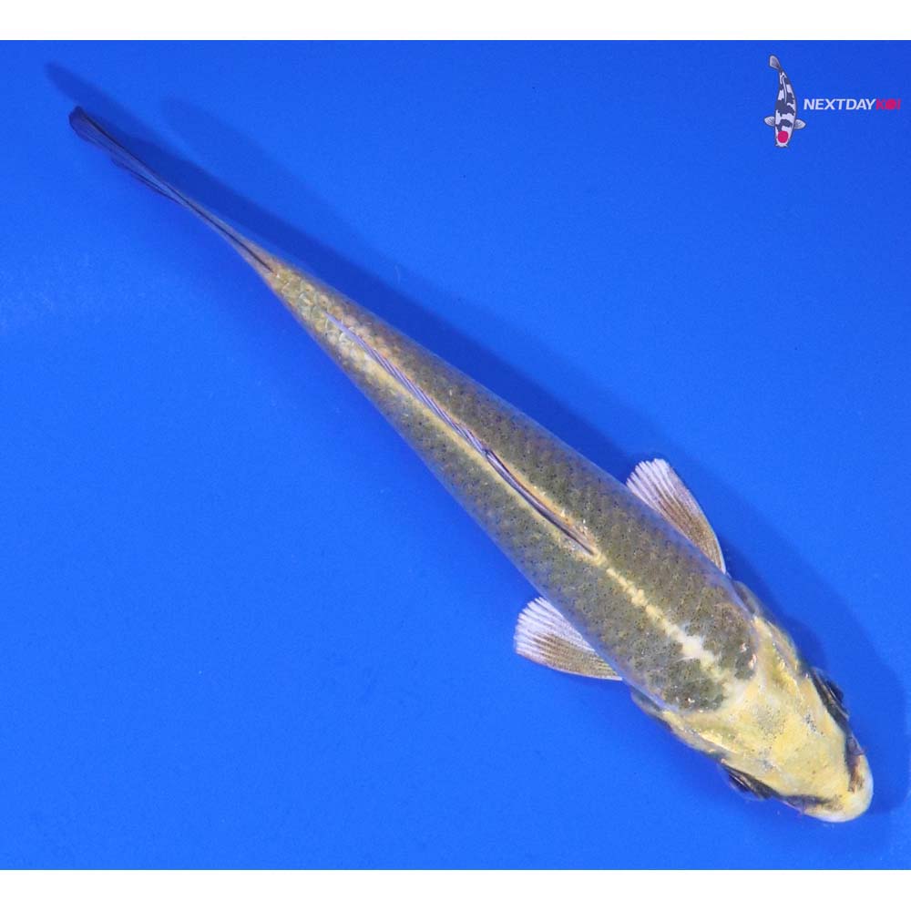 4” Imported Ki Matsuba