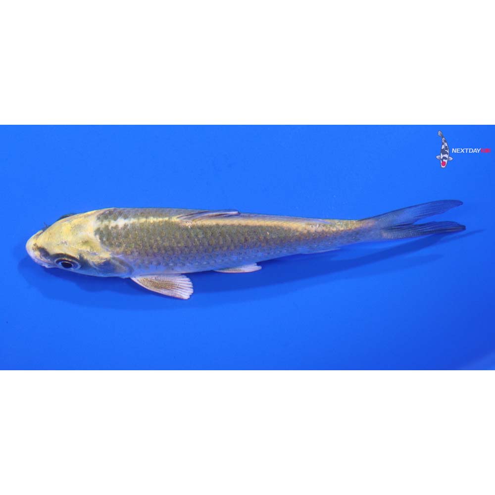 4” Imported Ki Matsuba