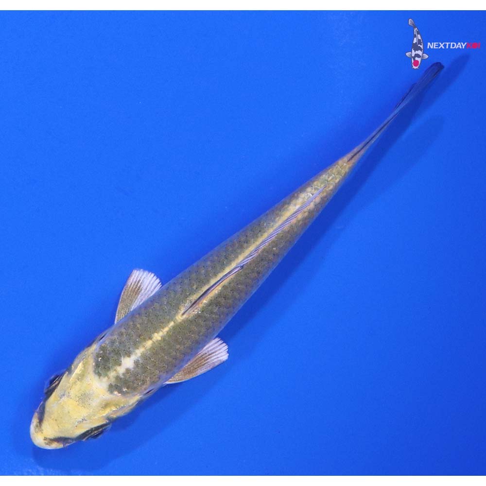 4” Imported Ki Matsuba