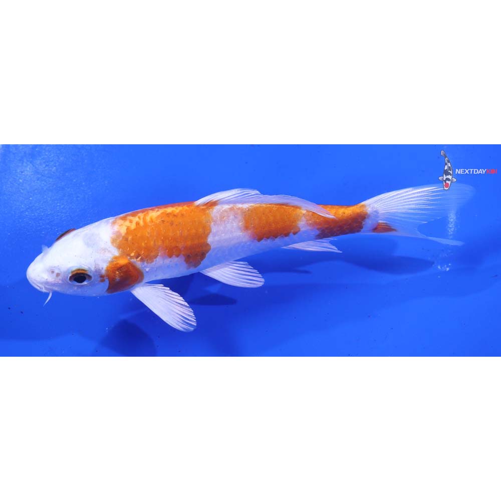 5.5” Imported Hariwake