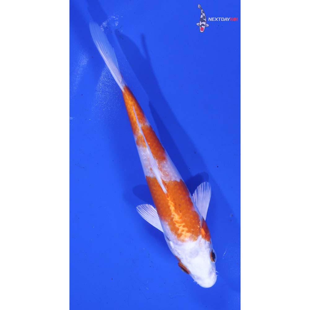 5.5” Imported Hariwake