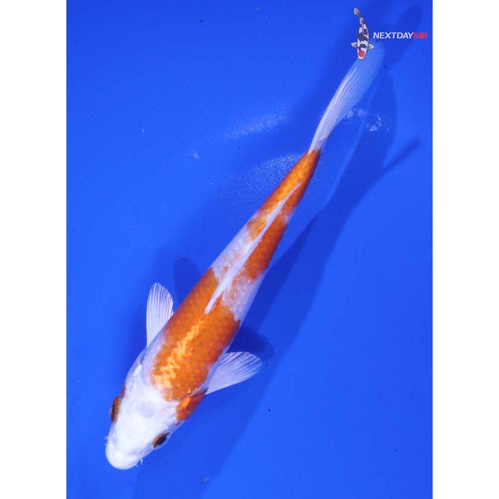 5.5” Imported Hariwake