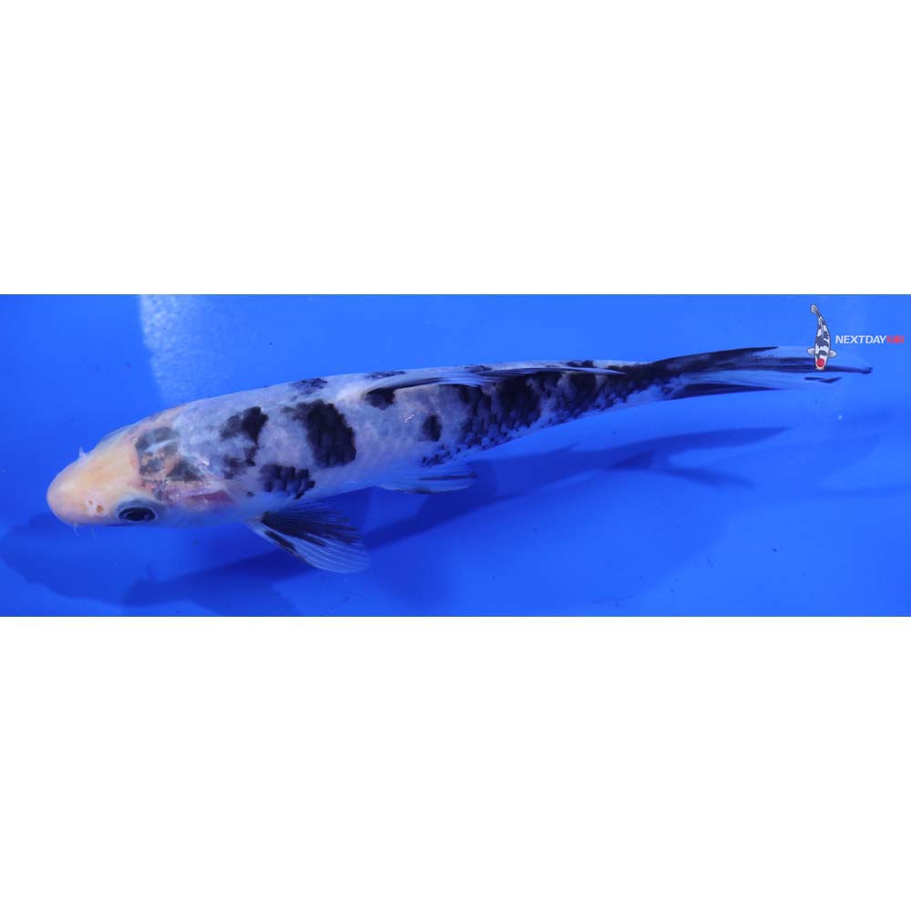 6” Imported Matsukawabakke