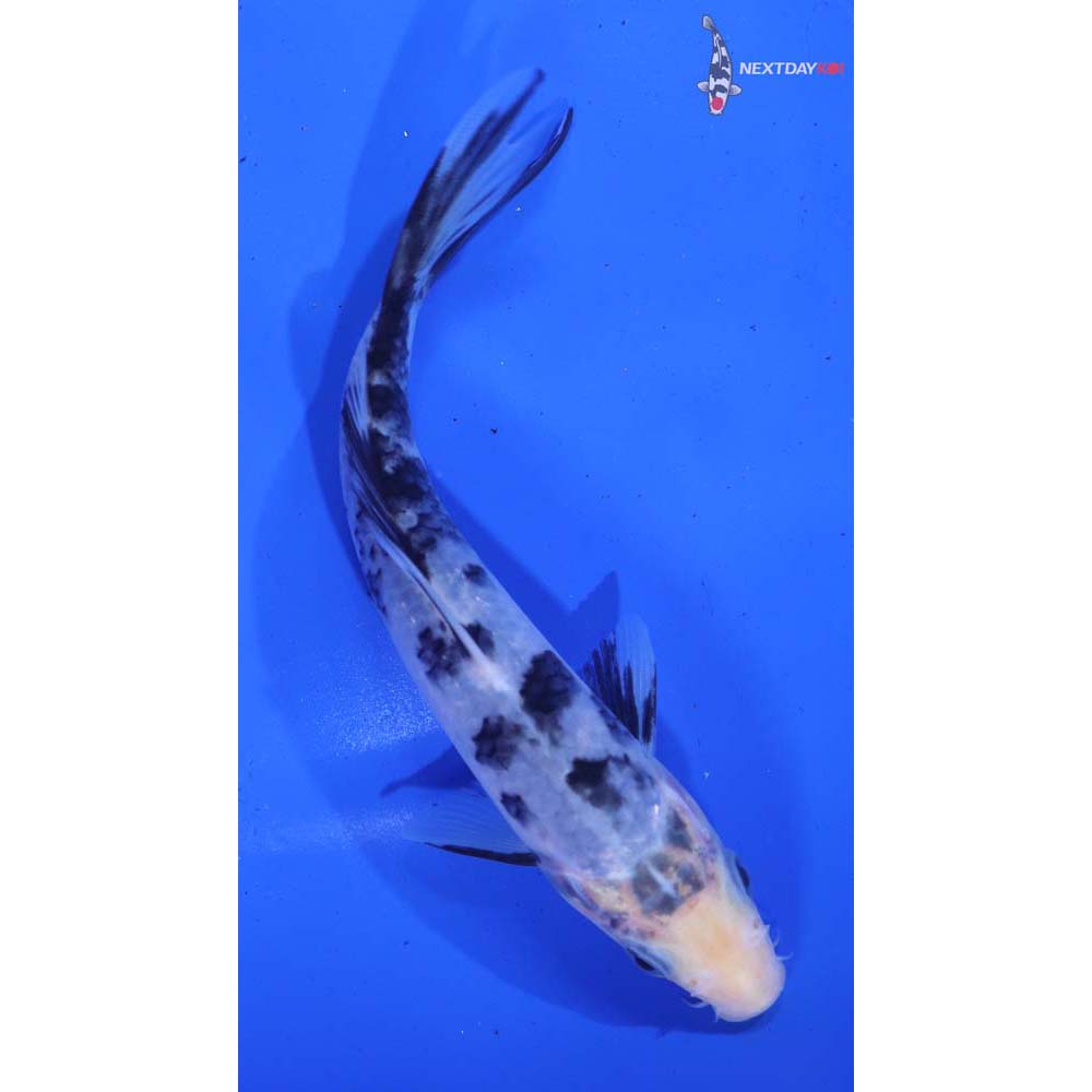 6” Imported Matsukawabakke