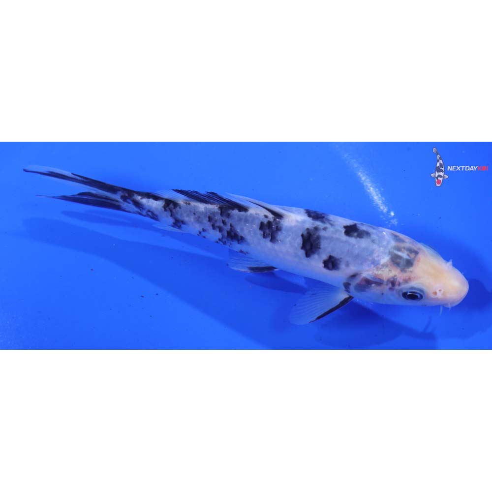 6” Imported Matsukawabakke