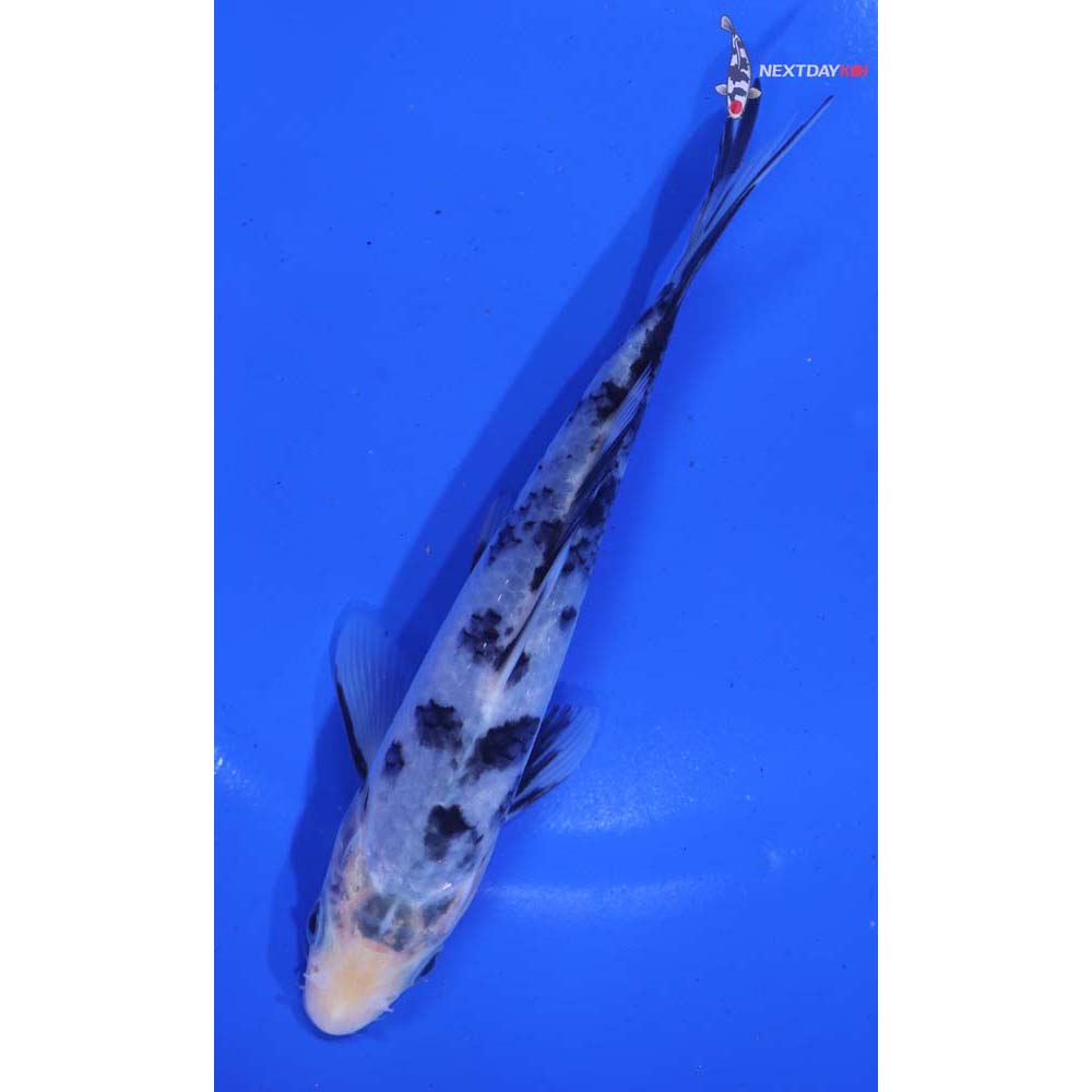 6” Imported Matsukawabakke