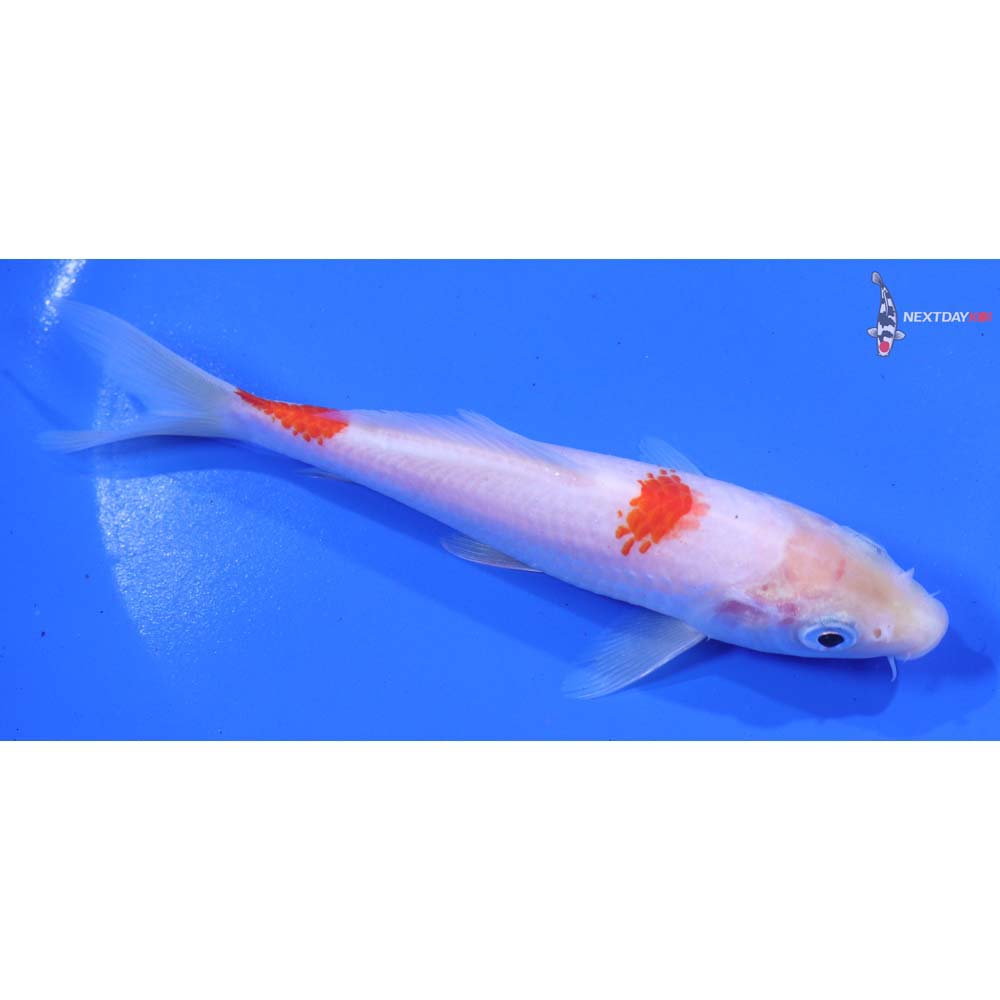 6” Imported Kohaku