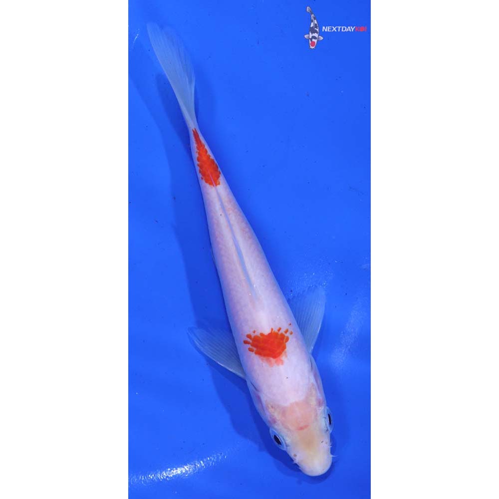 6” Imported Kohaku