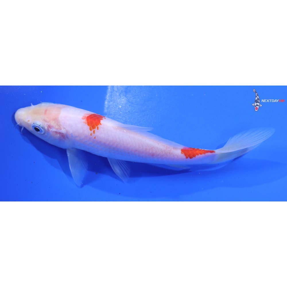 6” Imported Kohaku