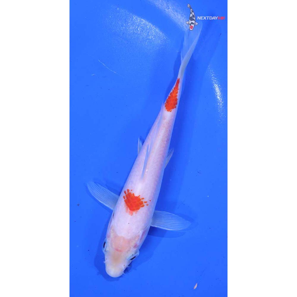 6” Imported Kohaku