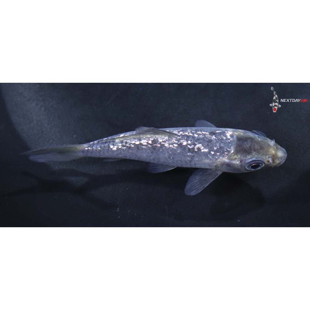 3.5” Imported Gin Rin Soragoi
