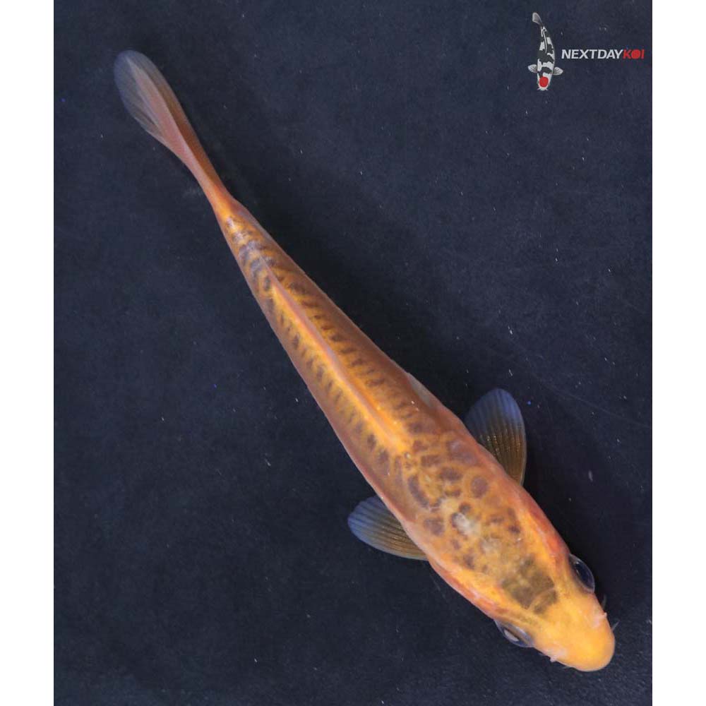 3.5” Imported Shusui