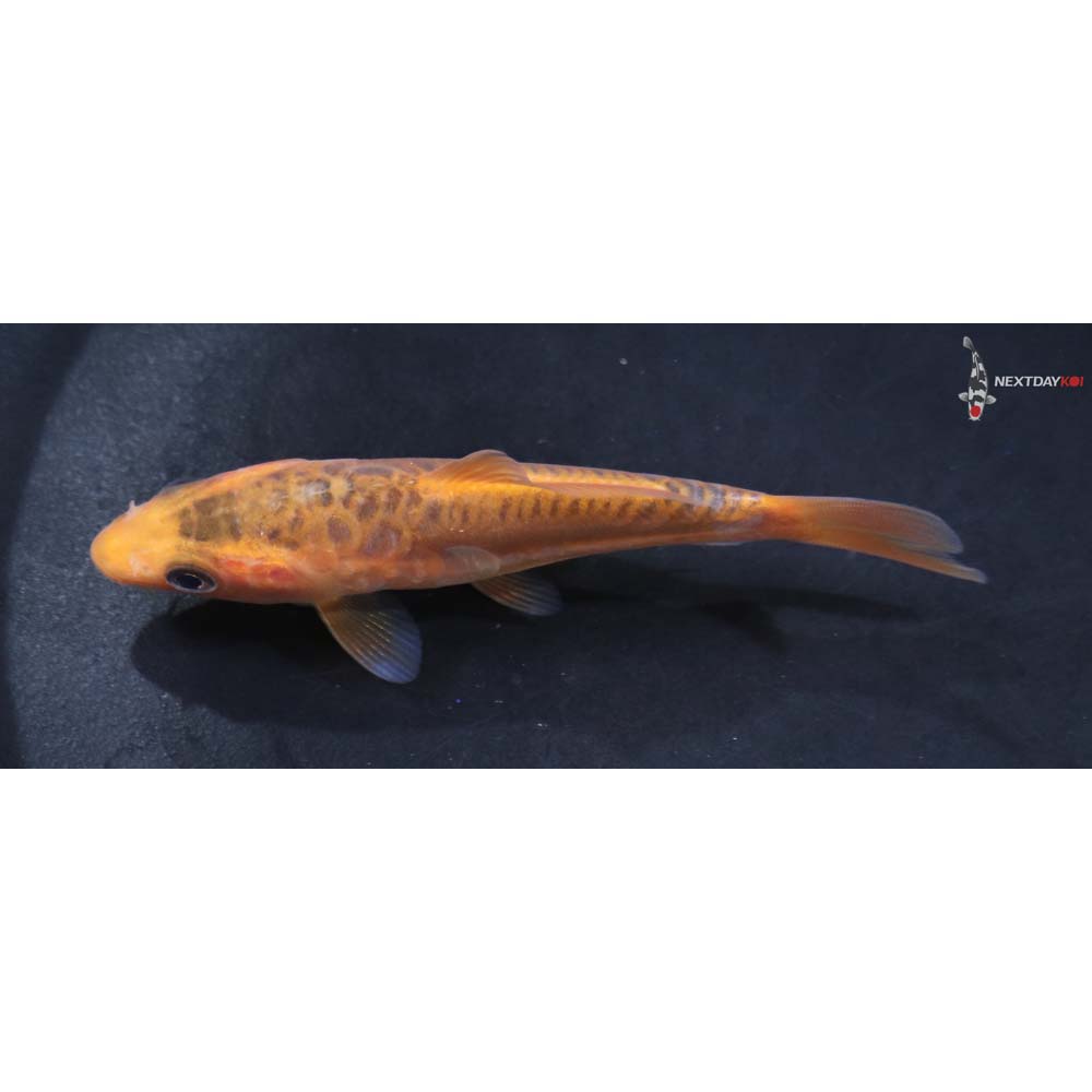 3.5” Imported Shusui