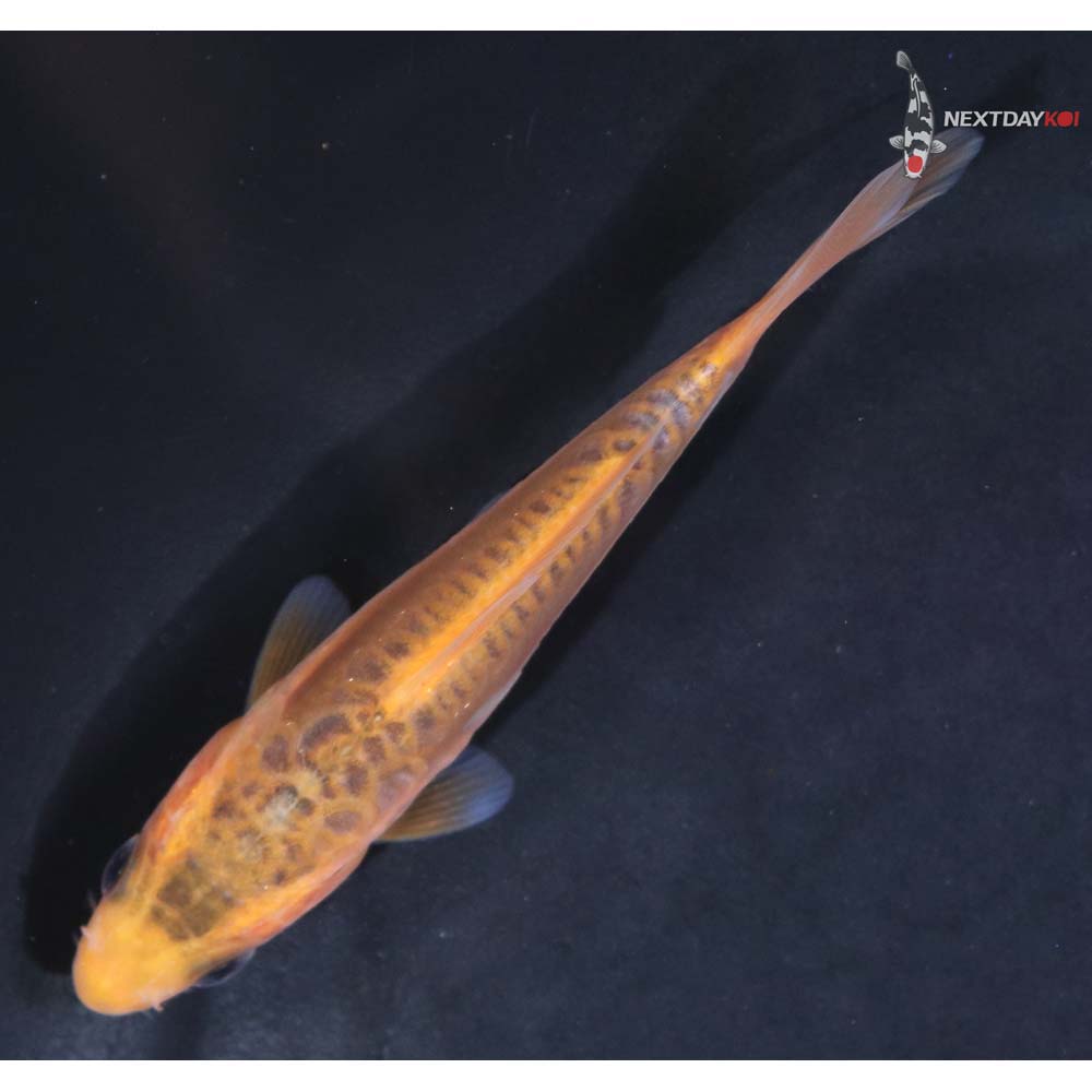 3.5” Imported Shusui