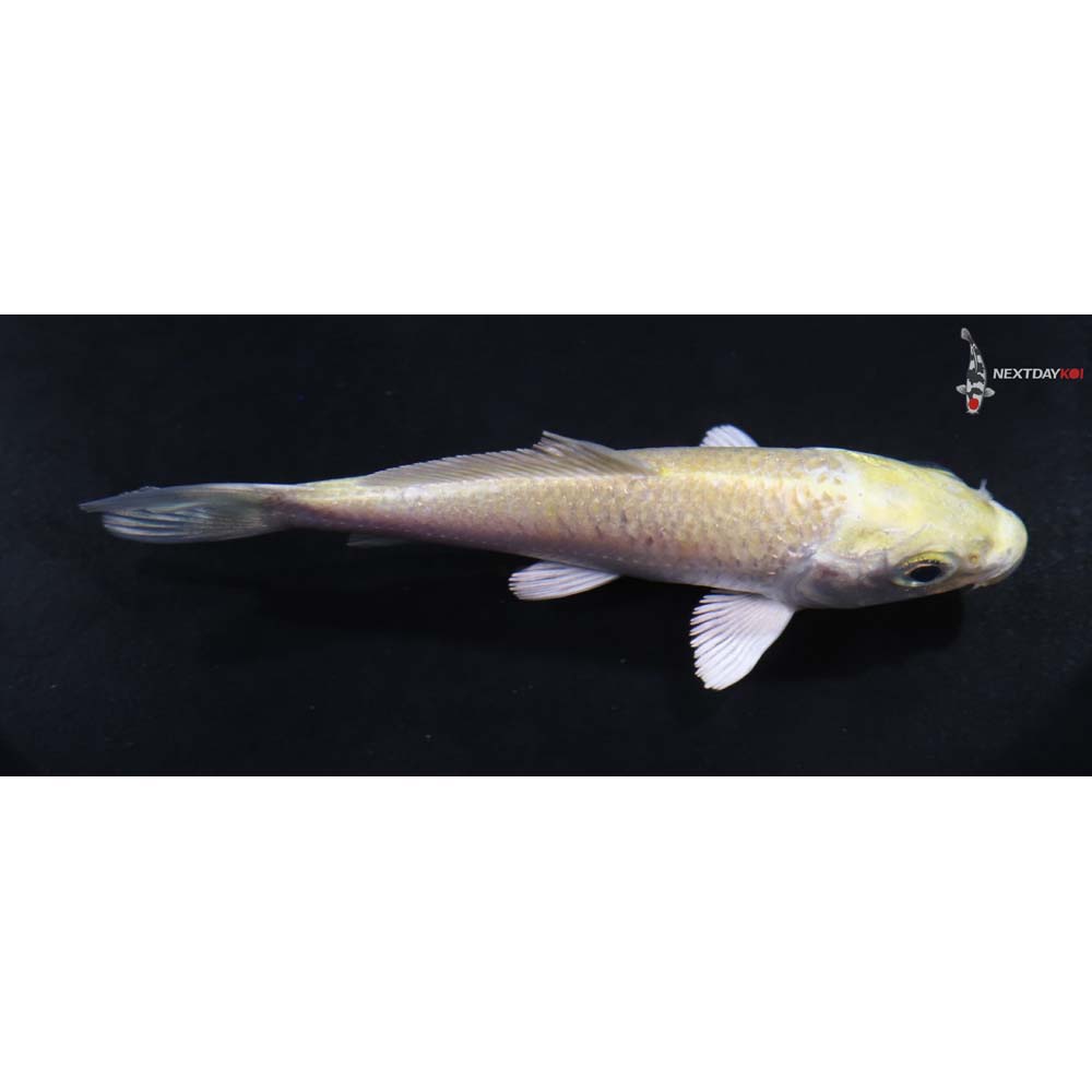 3.5” Imported Yamabuki Ogon