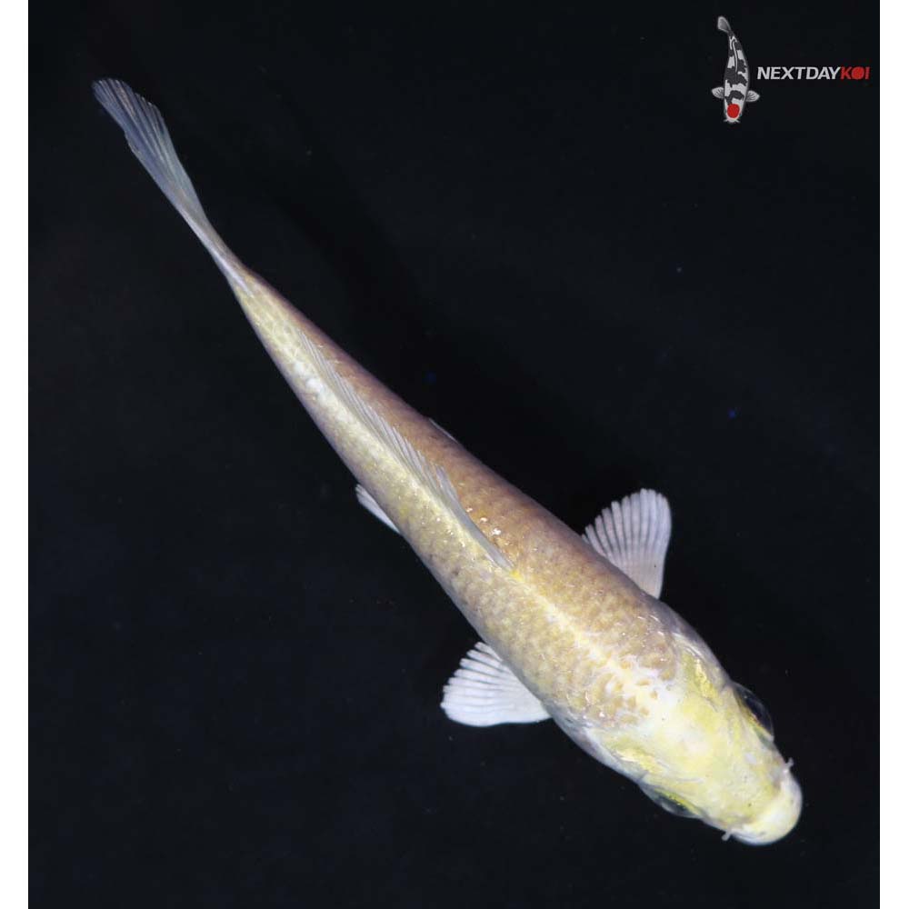 3.5” Imported Yamabuki Ogon