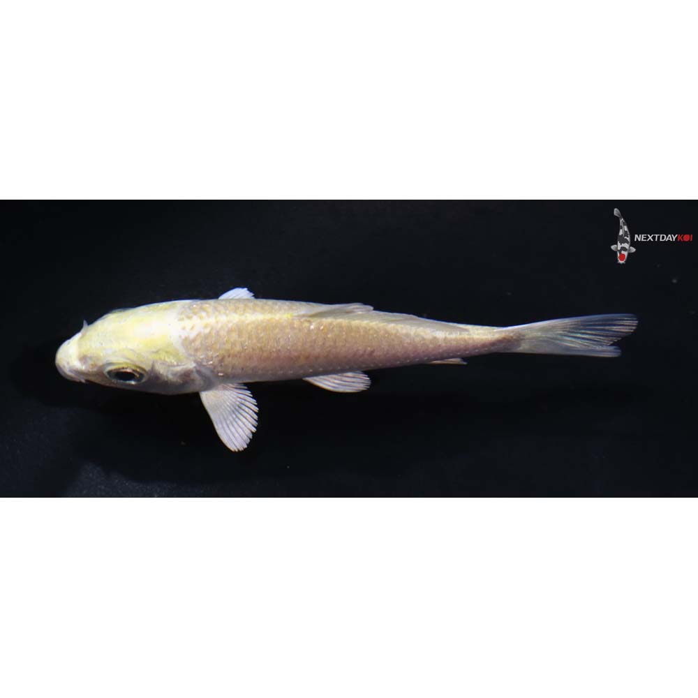 3.5” Imported Yamabuki Ogon