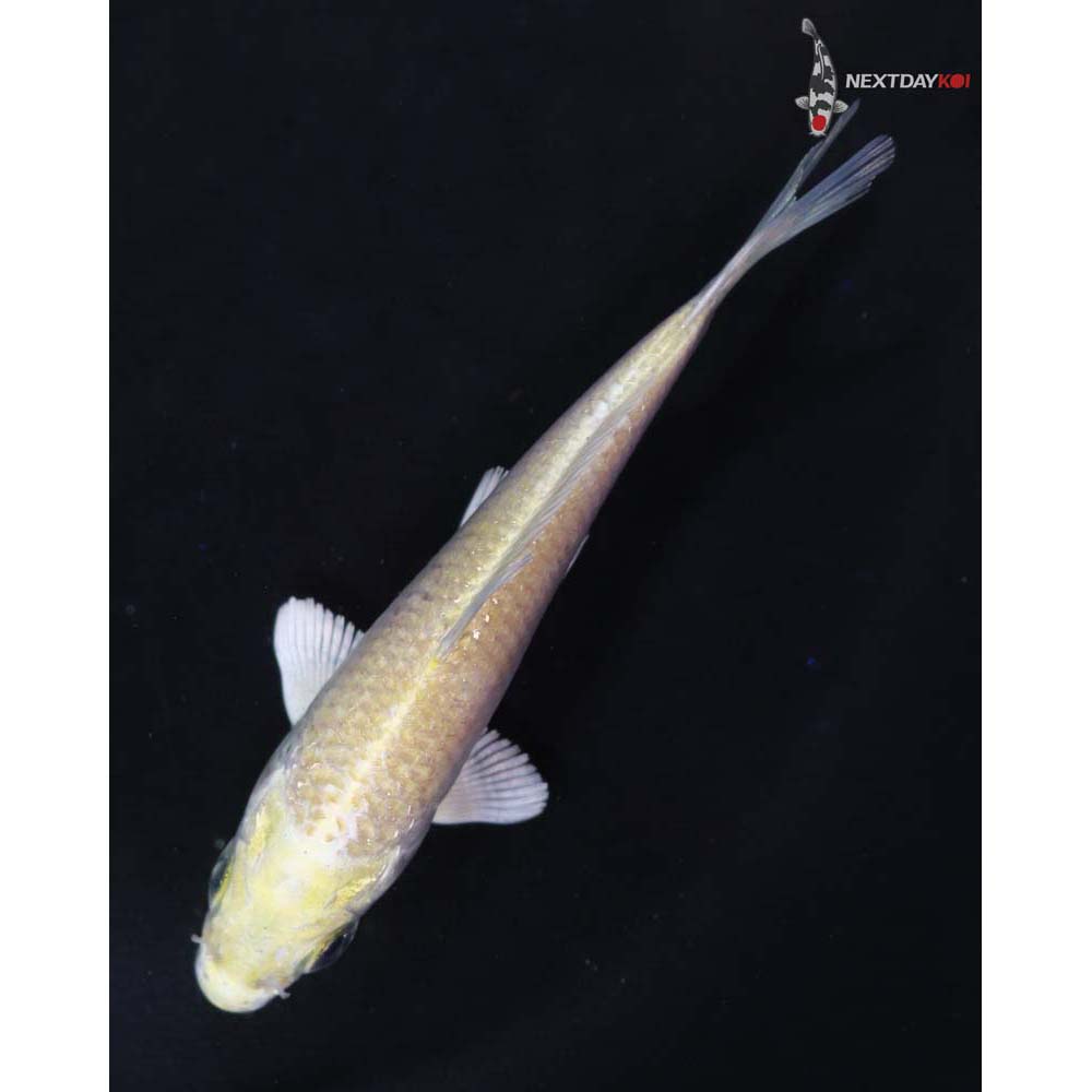 3.5” Imported Yamabuki Ogon