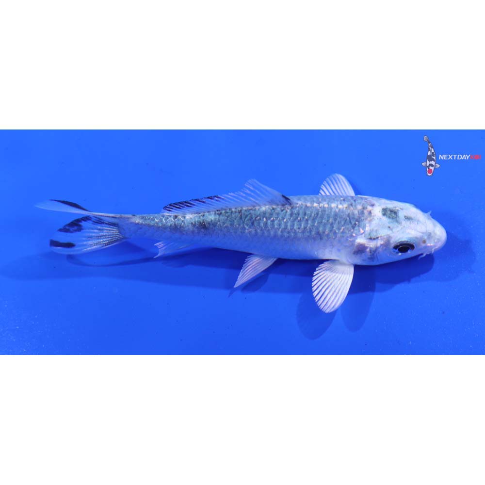 3.5” Imported Gin Shiro Bekko
