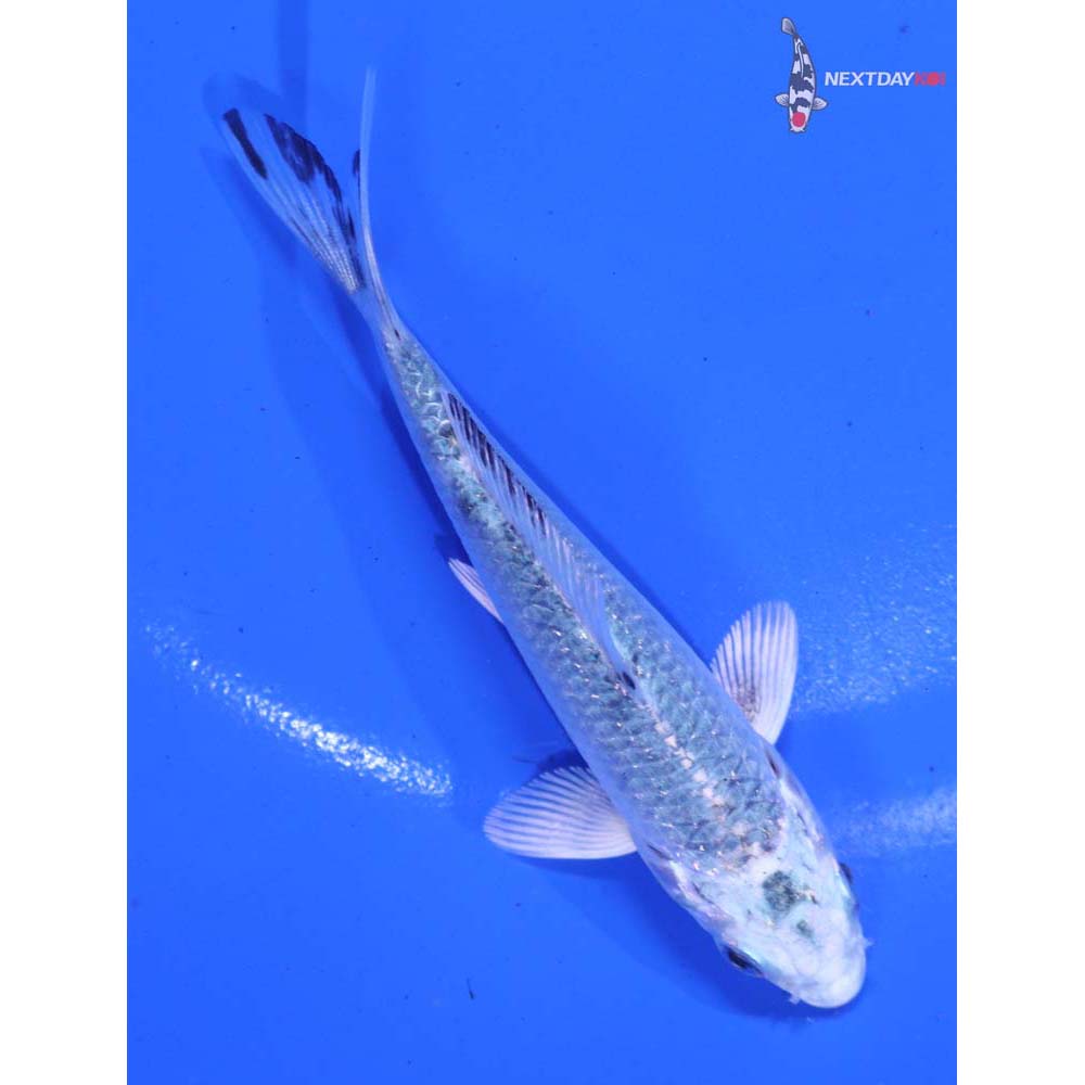 3.5” Imported Gin Shiro Bekko