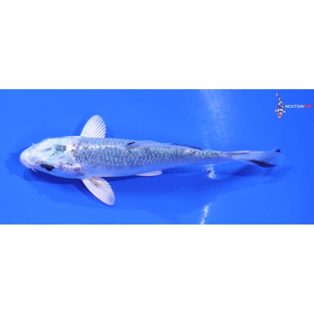 3.5” Imported Gin Shiro Bekko