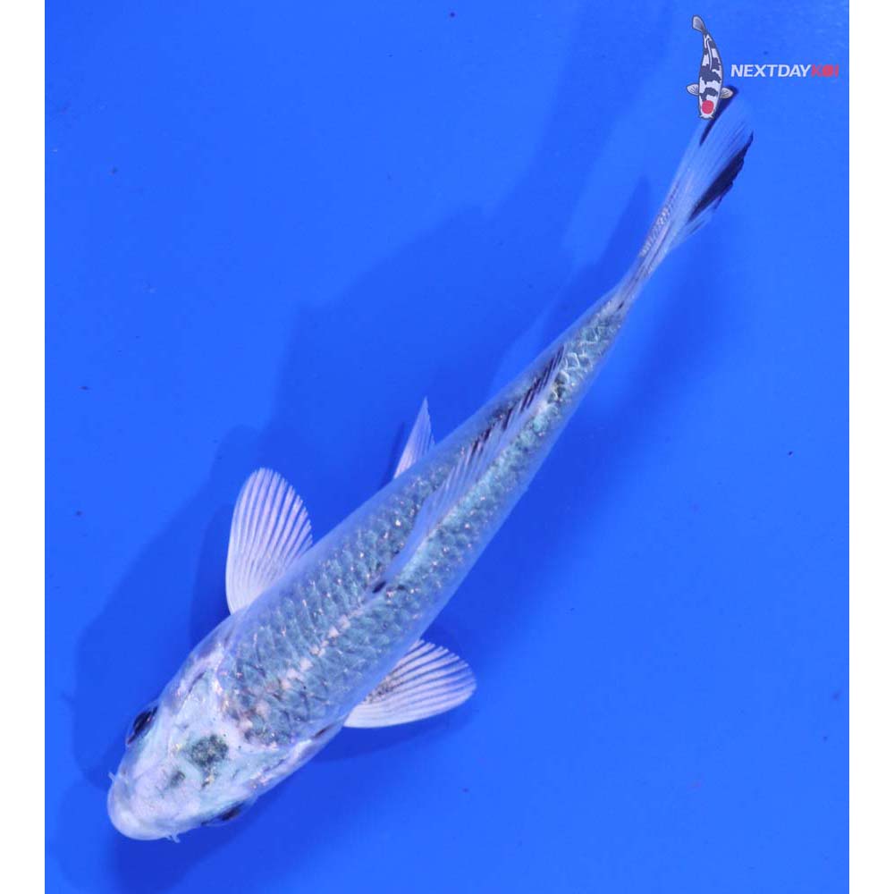3.5” Imported Gin Shiro Bekko