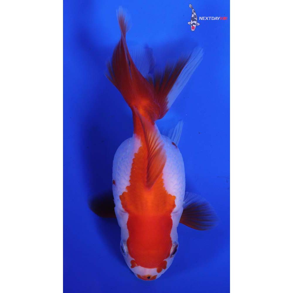 4” Imported Calico Oranda