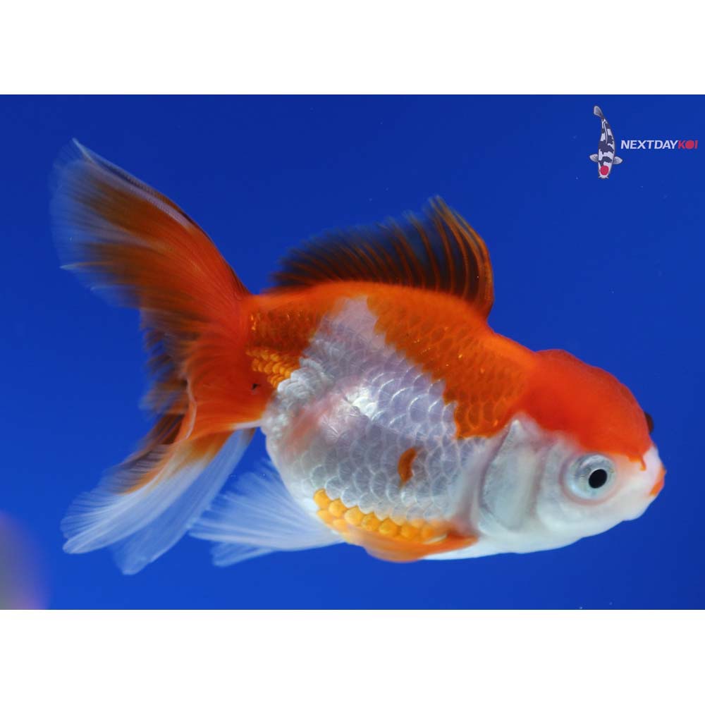 4” Imported Calico Oranda