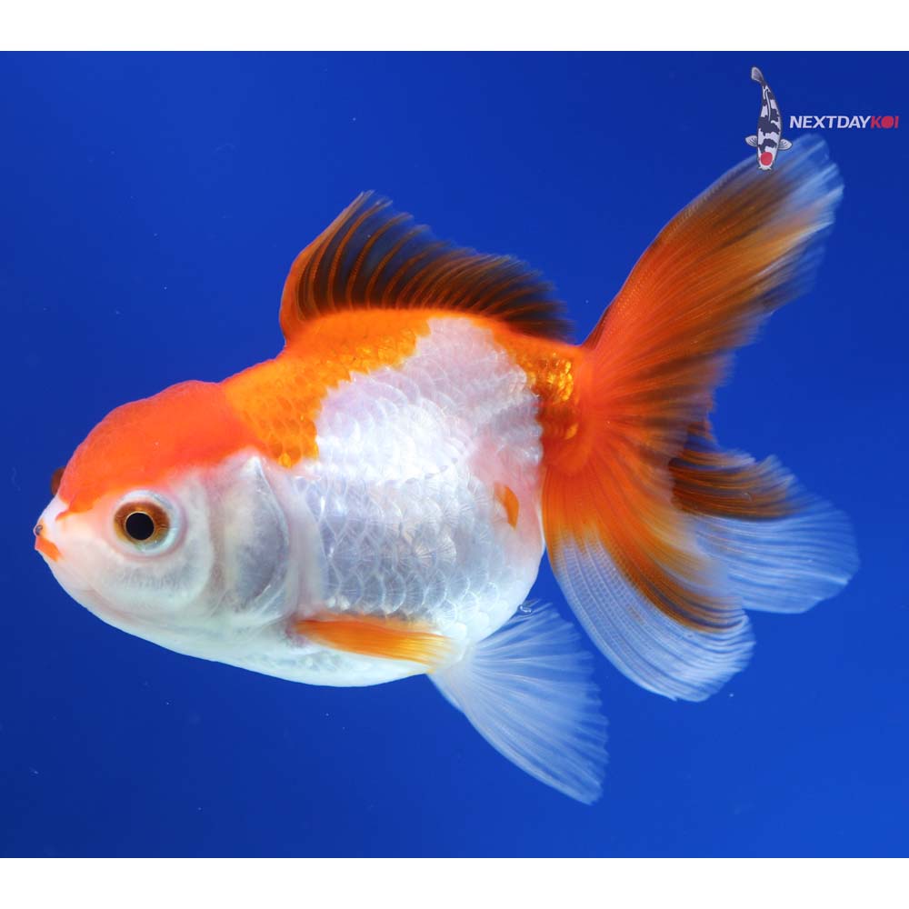 4” Imported Calico Oranda