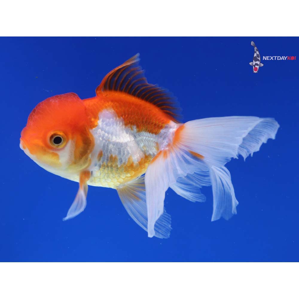 4.5” Imported Red and White Oranda