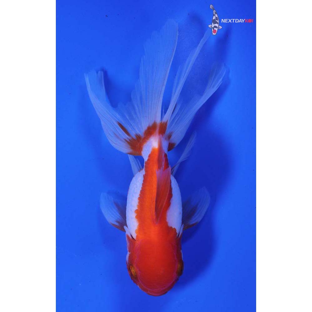 4.5” Imported Red and White Oranda