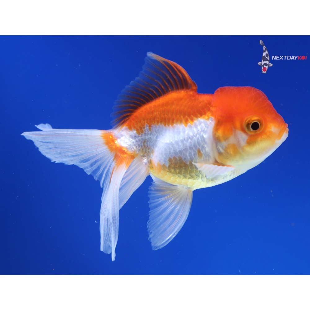 4.5” Imported Red and White Oranda