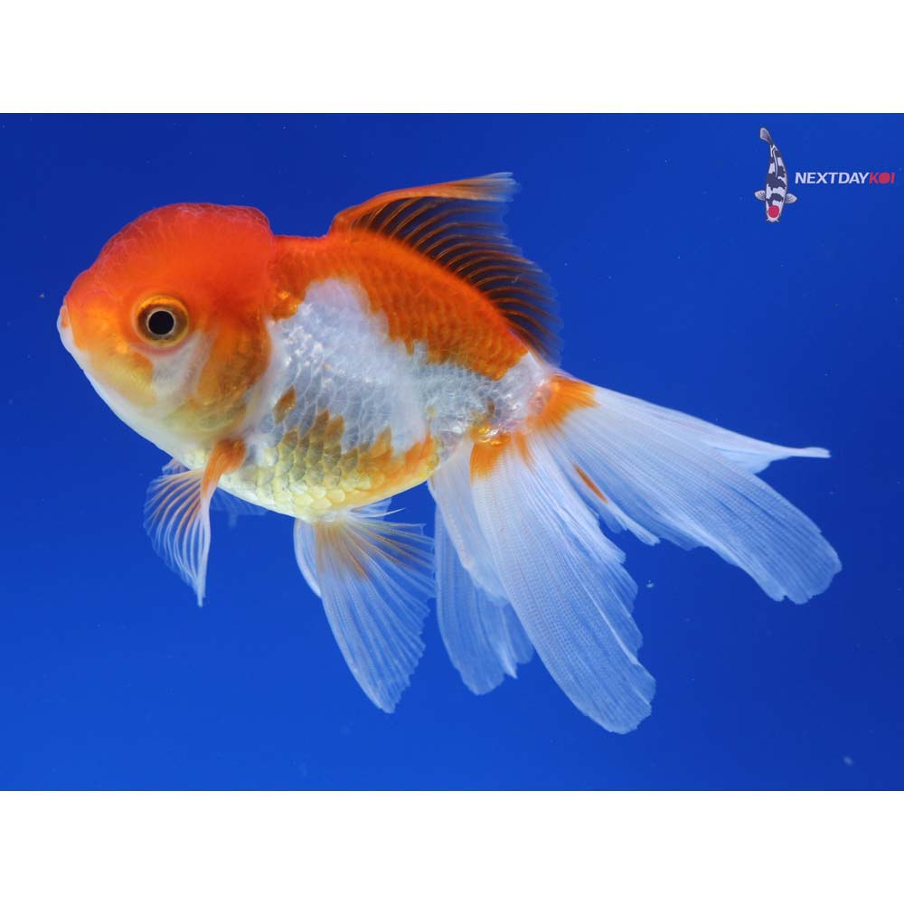 4.5” Imported Red and White Oranda