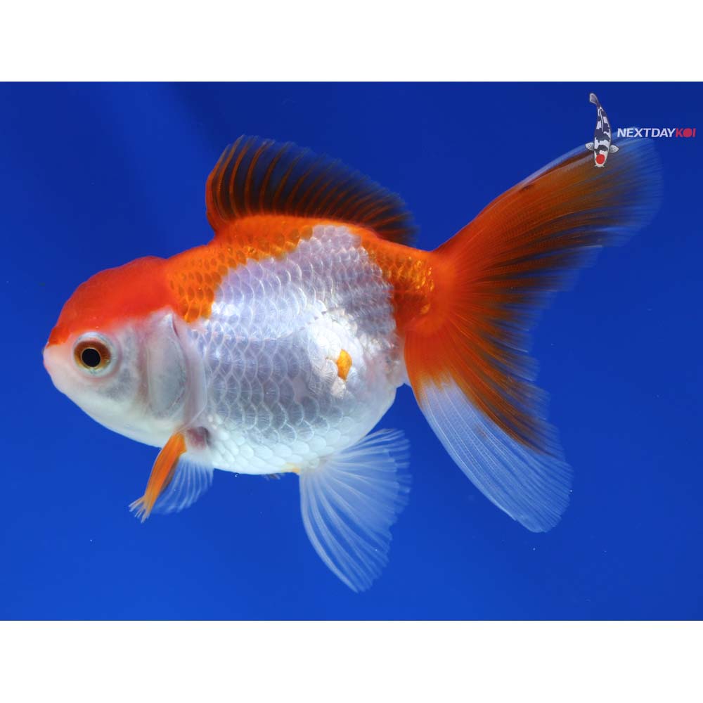 4” Imported Calico Oranda