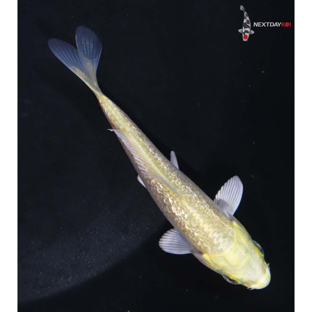 3.5” Imported Gin Rin Yamabuki Ogon