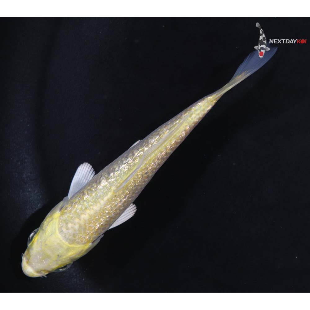 3.5” Imported Gin Rin Yamabuki Ogon